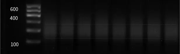 DNA fragmentation effect across samples